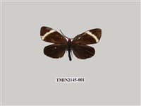 藏品(茶帶螢斑蛾)的圖片